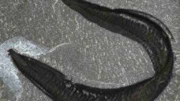 Human’s oldest ancestor found