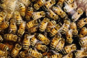 Insects have personalities too, research on honey bees indicates