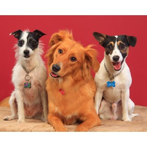 Courtesy of  Emery_Way  on Flickr