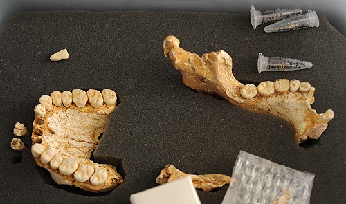Neanderthal remains found in El Sidrón Cave. [Image: CSIC Comunicación]