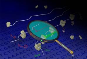 New method helps researchers decode genomes