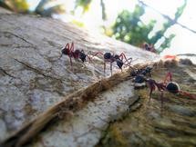 Ant rescues aren&rsquo;t evidence that individuals understand another&rsquo;s fe