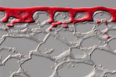 Light microscopy image of tomato fruit cuticle stained in red.