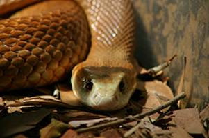 Snakes alive: deadly venom can save lives