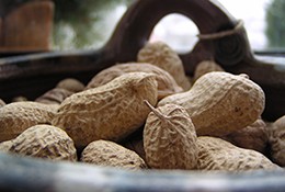 An increasing number of studies have implicated breast feeding as a cause of the