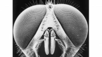 Surprising solution to fly eye mystery