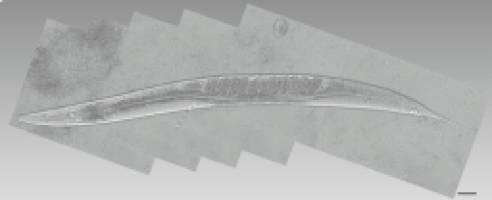 Tiny amounts of alcohol dramatically extend a worm's life, but why?