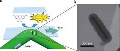 When Amplex Red connects with a gold catalyst the structure is changed to make a