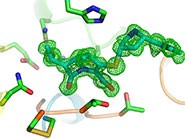 The recent appearance and spread of bacteria that resist carbapenems is a seriou