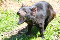 Tasmanian devil by variationblogr/Flickr.