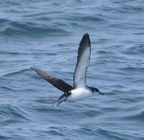 Behaviour of seabirds during migration revealed