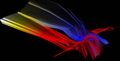 Computer can infer rules of the forest