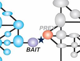 Cross-talk between signaling cascades