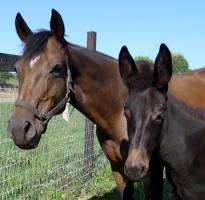 Dad's genes build placentas, study shows