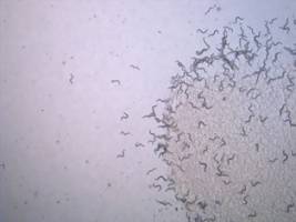 Investment in innovative science could reduce need for animal research