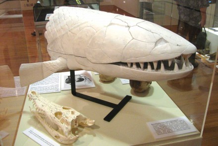 Three-dimensional life-size model of  Edenopteron keithcrooki , built by Baz Cro