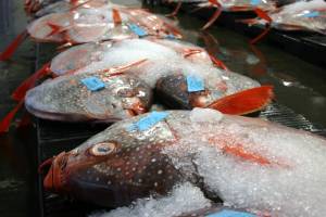 Mercury levels in Pacific fish likely to rise in coming decades