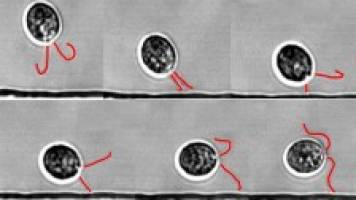 Microswimmers hit the wall