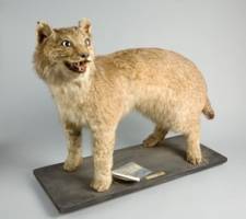 Museum find proves exotic 'big cat' prowled British countryside a century ago