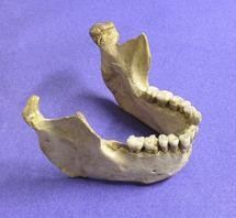 A Neanderthal jawbone from Zafarraya, one of the sites of the bones dated in the