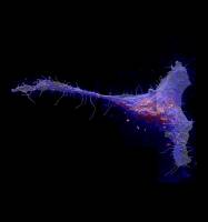 New look at cell membrane reveals surprising organization