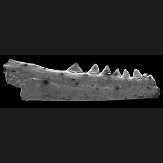 one of the Vellberg jaws. Credit: Marc Jones