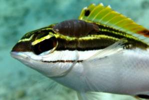 Parasitised fish pick sides