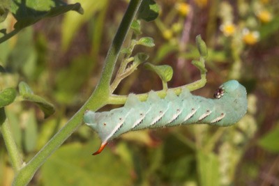 A hornworm caterpillar feeds on a wild tomato plant. How plants defend themselve