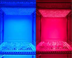 Plants let chloroplasts know the time