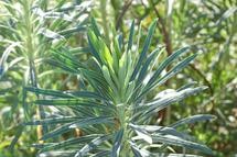 Euphorbia plants use latex to fend off biting insects