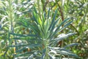 Plants use latex to harm and heal