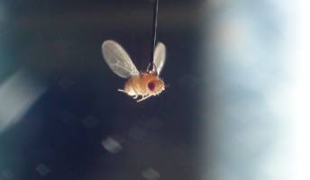 Research in the News: Flies reveal that a sense of smell, like a melody, depends upon timing