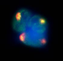 Research Sheds Light on M.O. of Unusual RNA Molecules