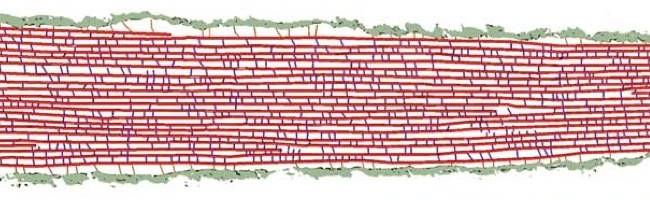 Scientists Help Map Molecular Architecture of Organelle Critical to Hearing