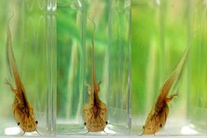 The secrets of a tadpole's tail and the implications for human healing