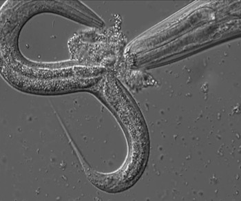 A wide-mouthed  P. pacificus  worm preying on a smaller  C. elegans  worm.