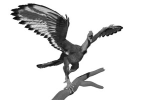 Artist&rsquo;s impression of Archaeopteryx sporting its new pigmentation
