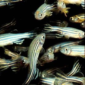 (top) zebrafish (bottom) an image of the left and right sided habenular nuclei o