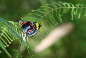 Counting species an inaccurate science