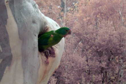 A female Swift Parrot.