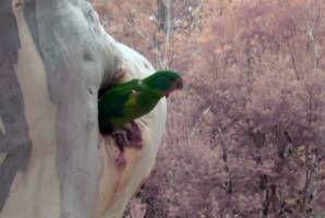Forest loss liked to Swift Parrot mortality