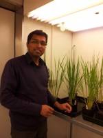 New discovery could stimulate plant growth and increase crop yields