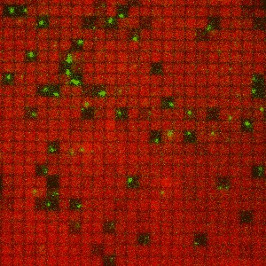 This gif of membrane-anchored Ras (red) and SOS molecules (green) shows individu