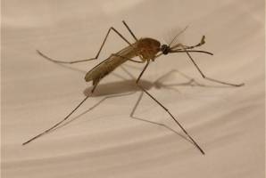 New way to fight Malaria drug resistance