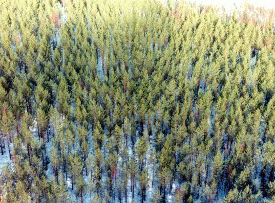 NASA / FLUXNET  Finland&rsquo;s Hyyti�l� Forest, where researchers collected fie