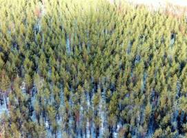 Pine forest particles appear out of thin air, influence climate