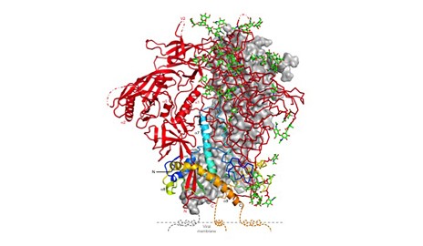 Structure of the HIV spike protein in its closed state, which makes it less dete