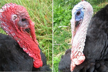 Researchers took inspiration from the way turkey skin color is altered to create