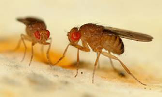 What singing fruit flies can tell us about quick decisions