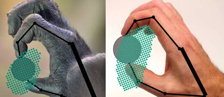 A better grasp of primate grip